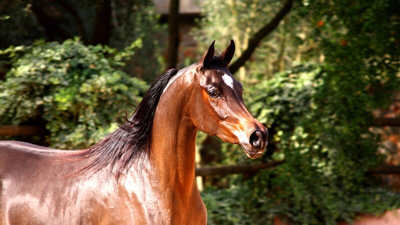 Brown Horse with White Marking — Calm, Afternoon, Photograph, Trees