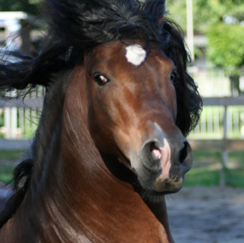 Brown Horse with White Marking — Calm, Afternoon
