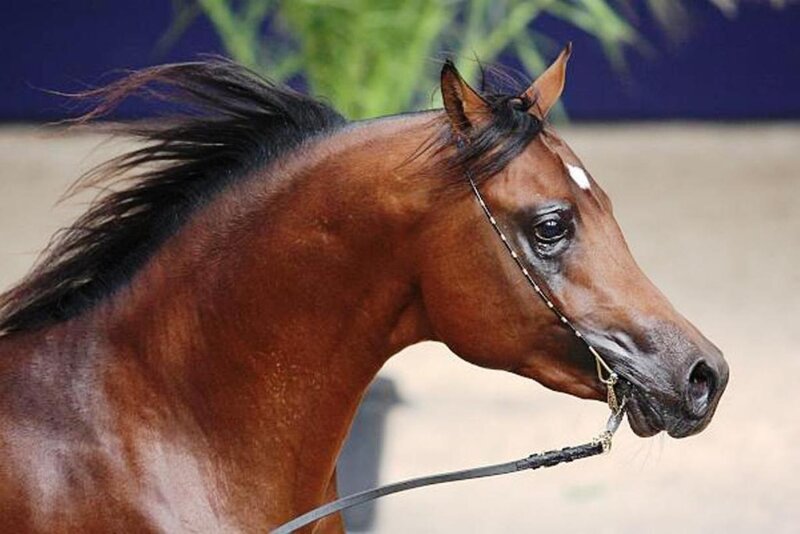 Brown Horse with White Marking — Calm, Photograph