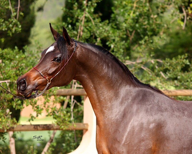 Brown Horse with White Marking — Calm