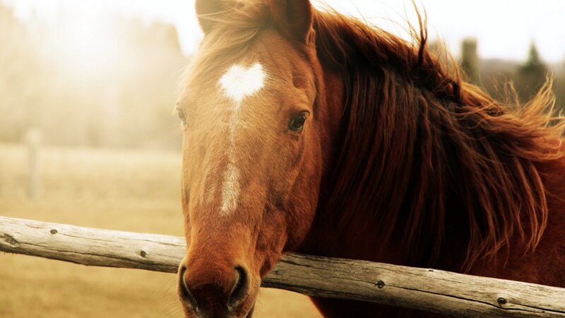 Brown Horse with White Marking — Serene