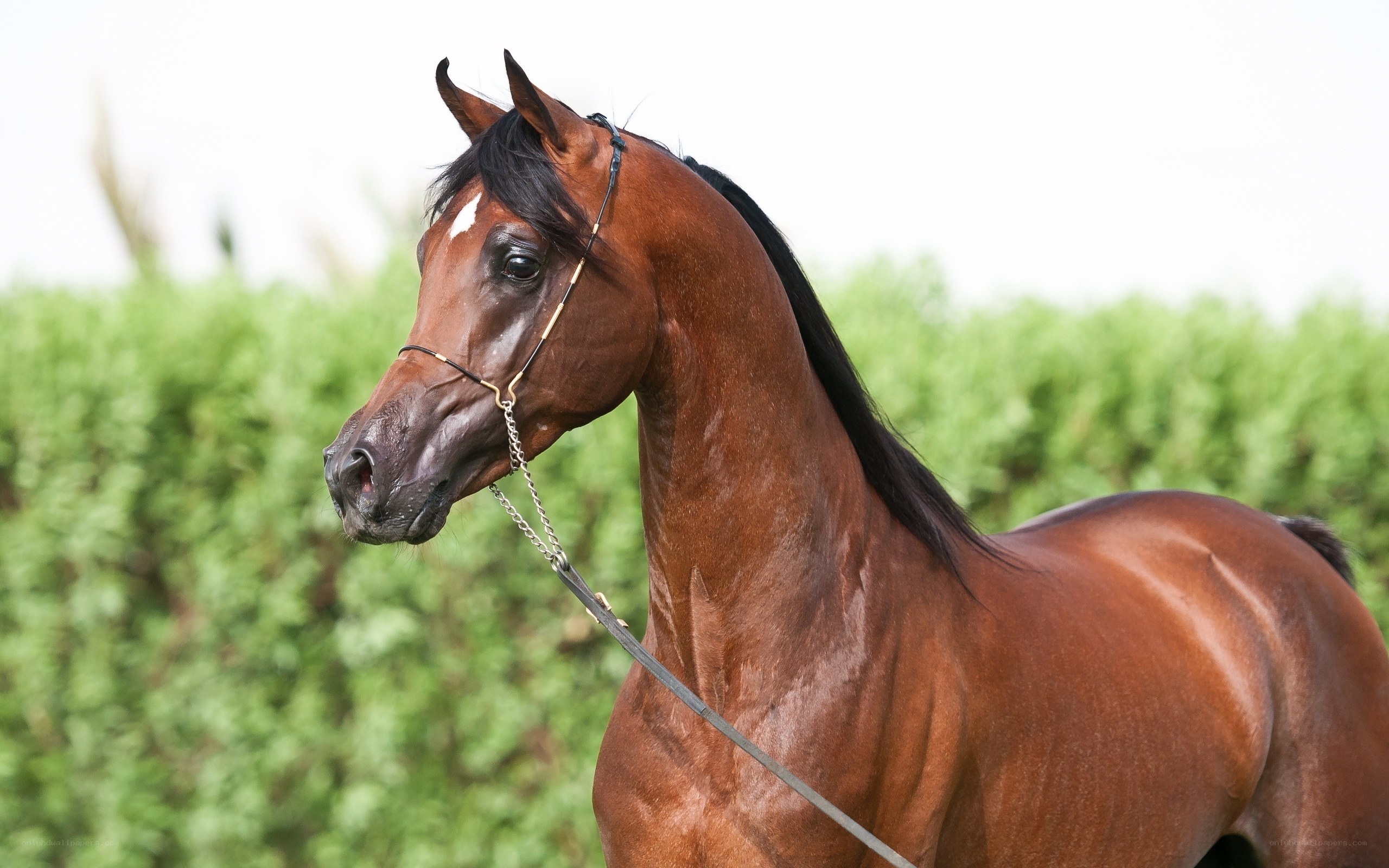 brown horse with white marking