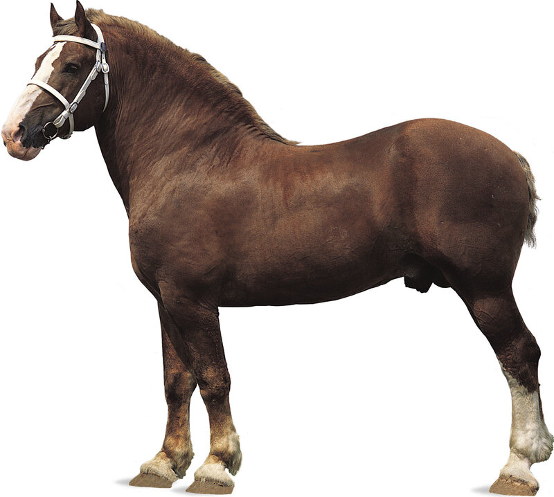 brown horse with white markings