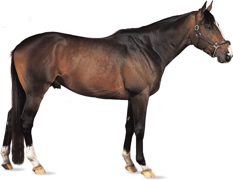 brown horse with white markings