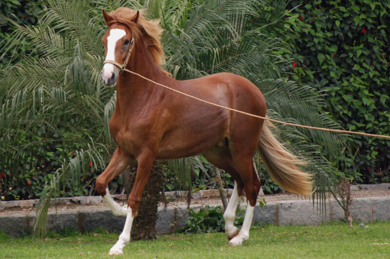 Brown Horse with White Markings — Calm, Afternoon, Photograph, Grass