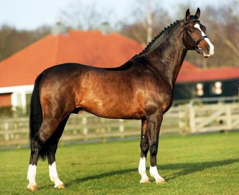 Brown Horse with White Markings — Calm, Afternoon, Photograph
