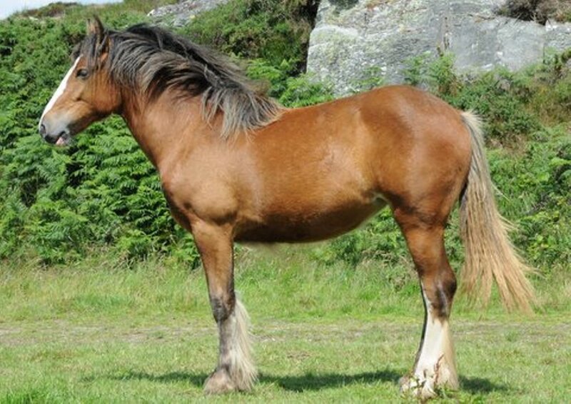 Brown Horse with White Markings — Calm, Afternoon