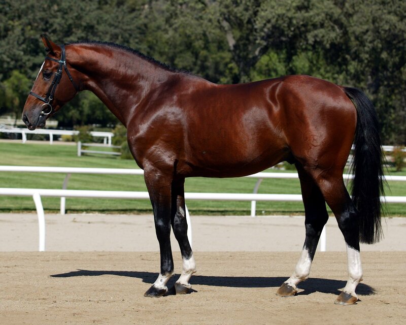 Brown Horse with White Markings — Calm, Daytime