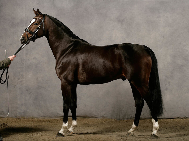 Brown Horse with White Markings — Calm