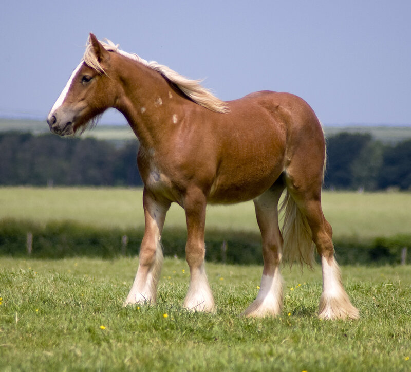 Brown Horse with White Markings — Green