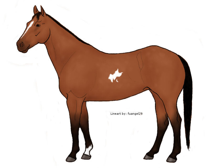 Brown Horse with White Markings — Neutral