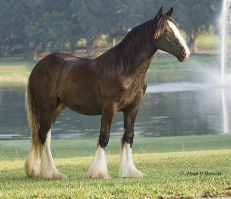 Brown Horse with White Markings — Serene