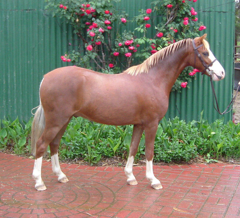 brown horse with white markings