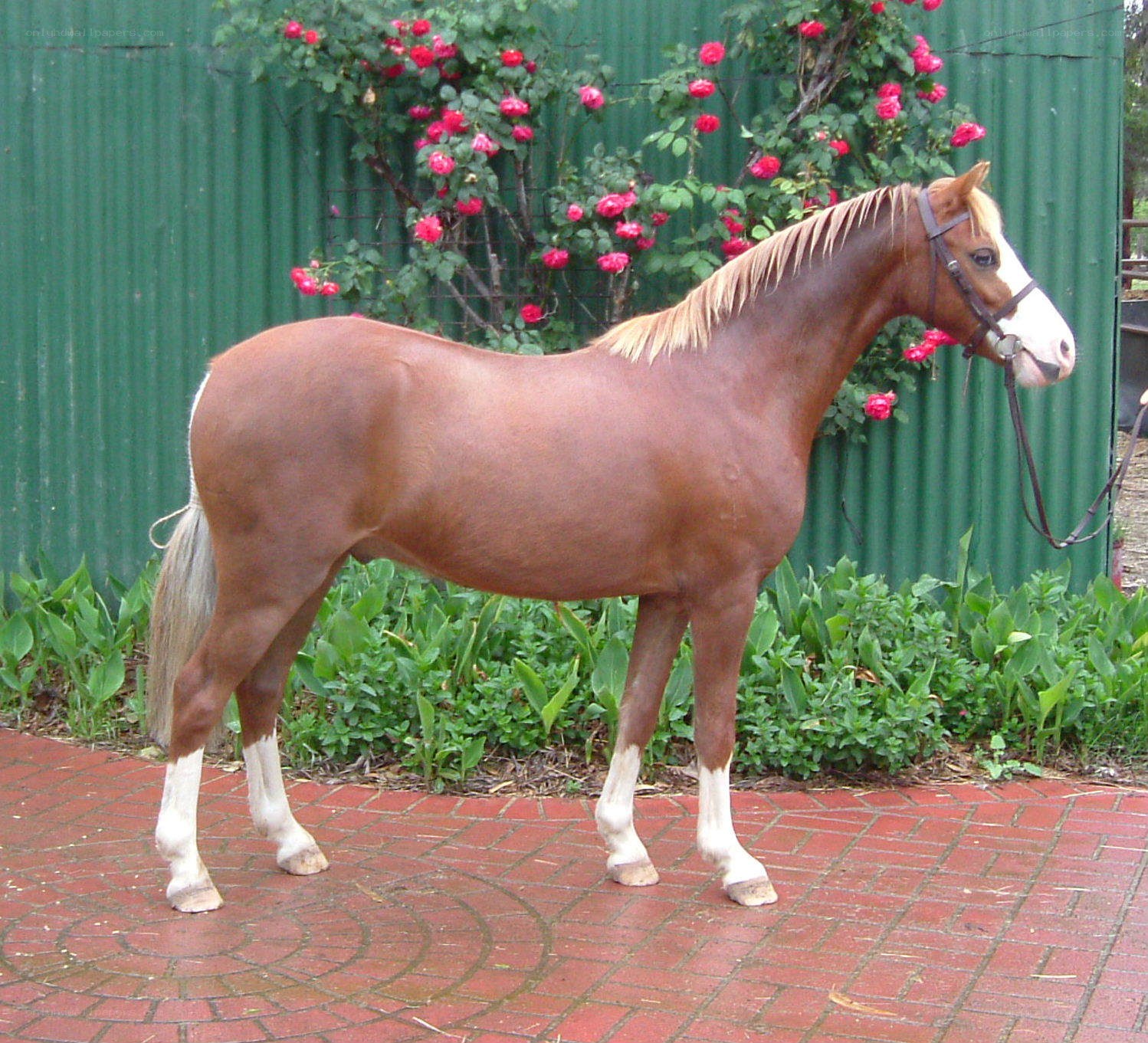 brown horse with white markings