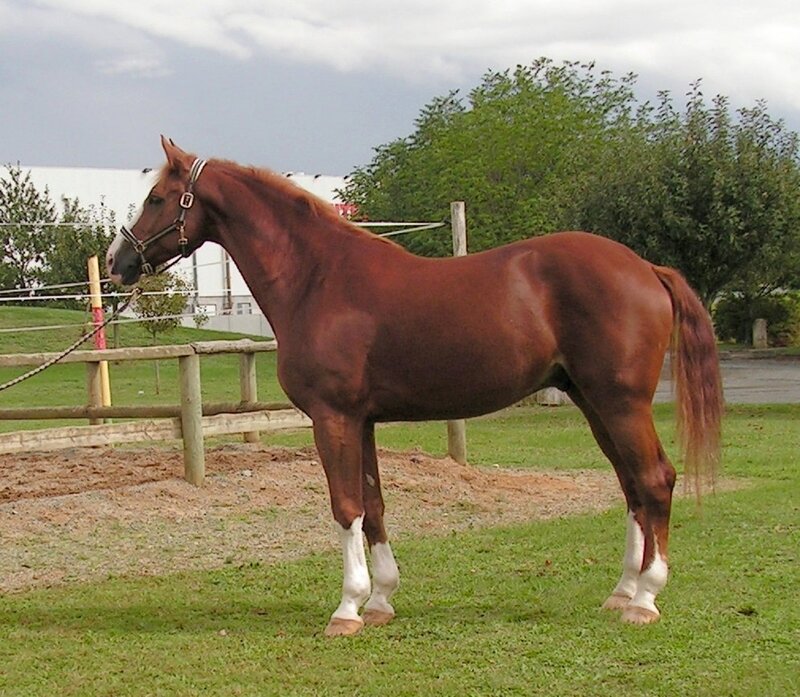 Brown Horse with White Socks — Calm