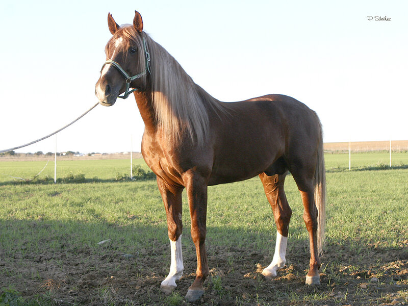 Brown Horse with White Socks