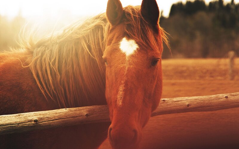 Brown Horse with White Spot