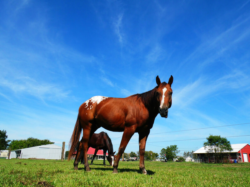Brown Horse with White Spots — Blue