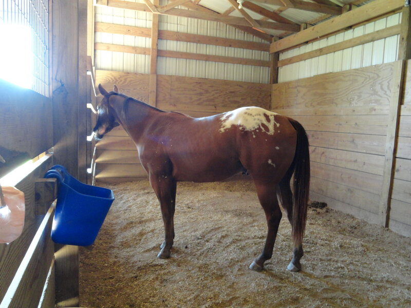 Brown Horse with White Spots — Calm, Morning