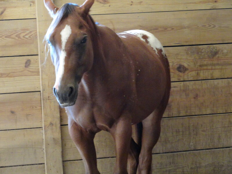 Brown Horse with White Spots — Calm, Photograph