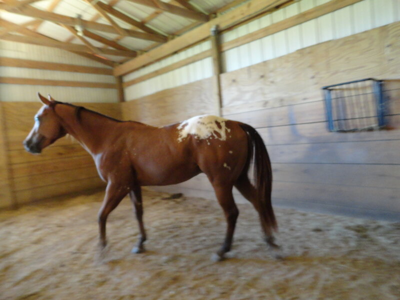 Brown Horse with White Spots — Calm