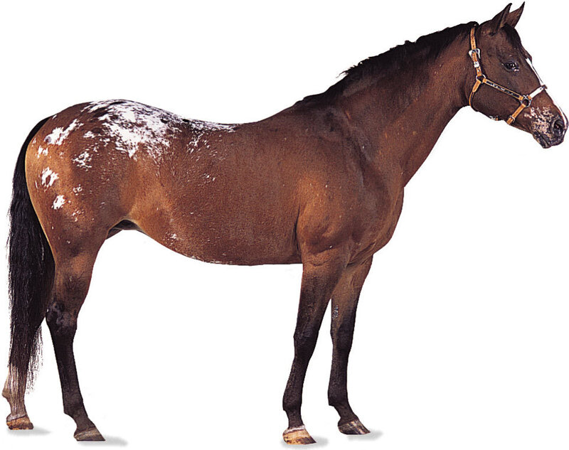 Brown Horse with White Spots