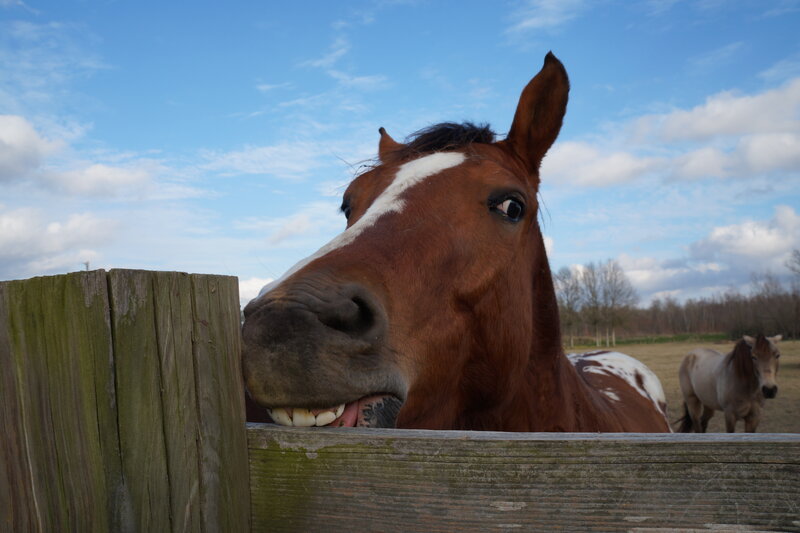 Brown Horse with White Stripe — Calm, Afternoon