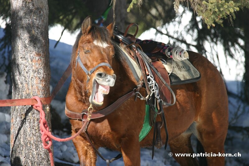 Brown Horse Yawning