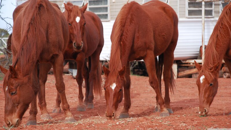 Brown Horses Grazing — Calm