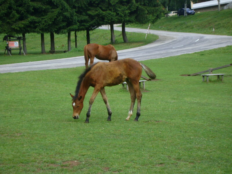 Brown Horses Grazing — Green
