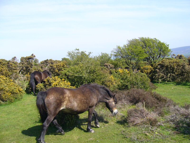 Brown Horses Grazing