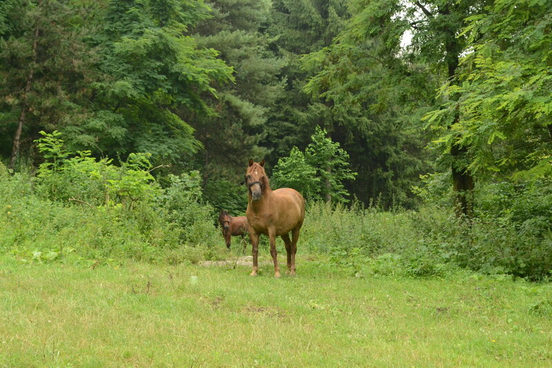 Brown Horses in Field