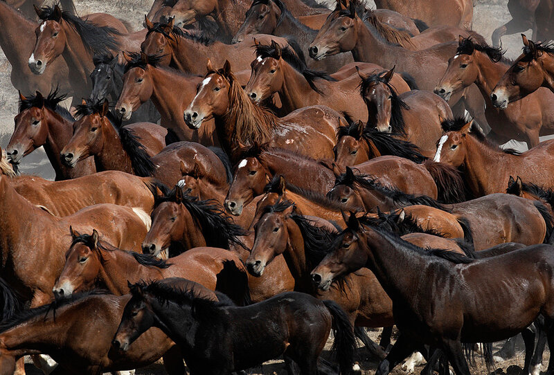 Brown Horses in Herd