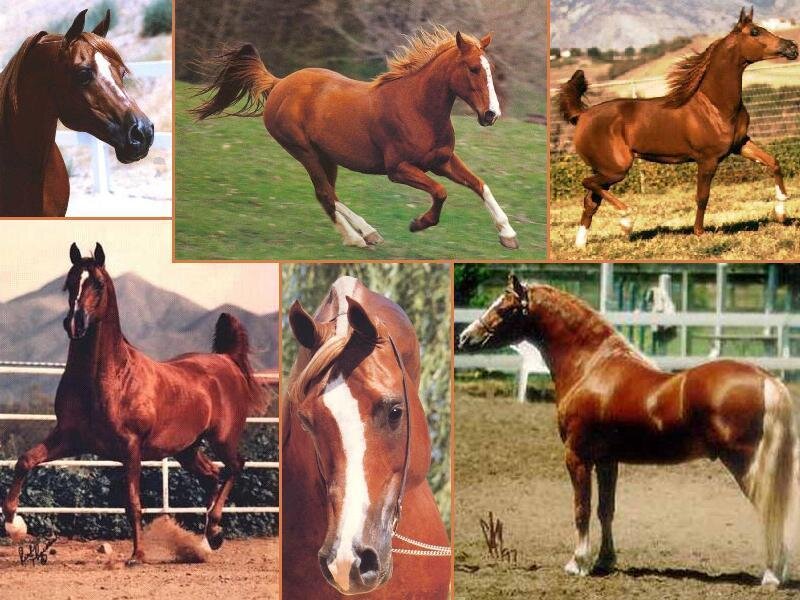 Brown Horses in Various Poses