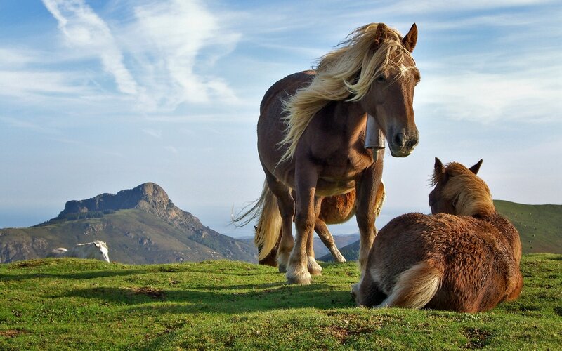 Brown Horses on Hill — Green, Serene, Afternoon