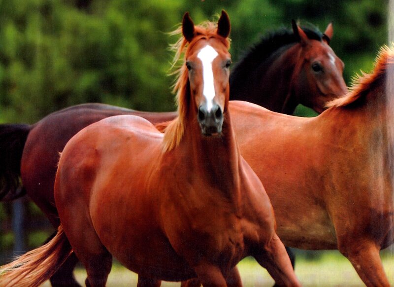 Brown Horses Running — Active