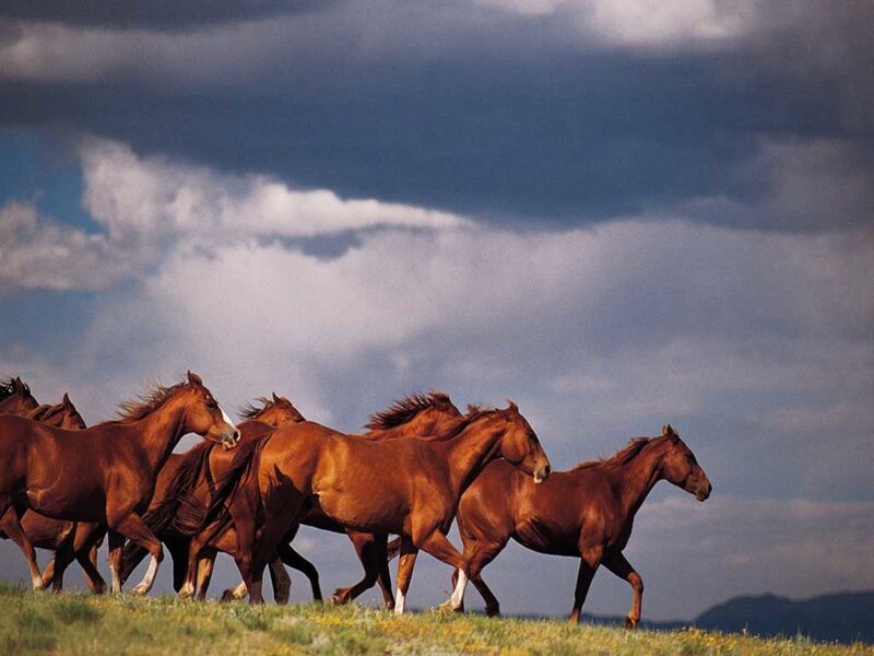 Brown Horses Running — Dramatic