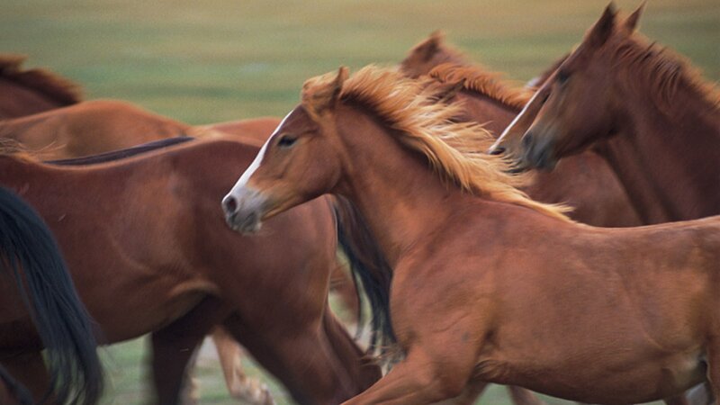 Brown Horses Running — Dynamic
