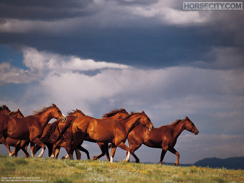 Brown Horses Running