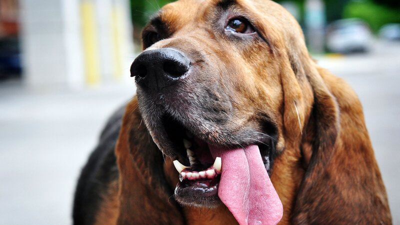 brown hound dog panting