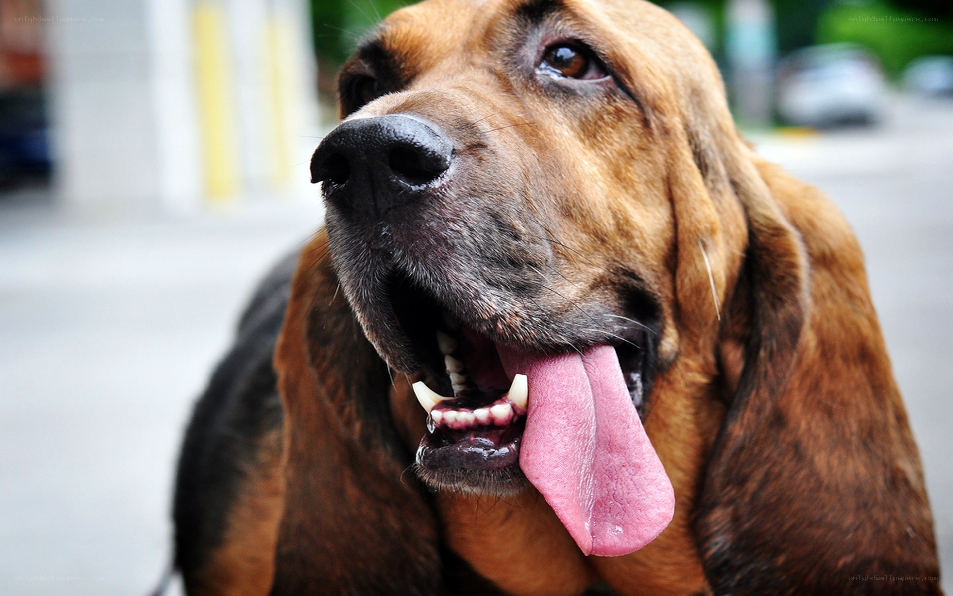 brown hound dog panting