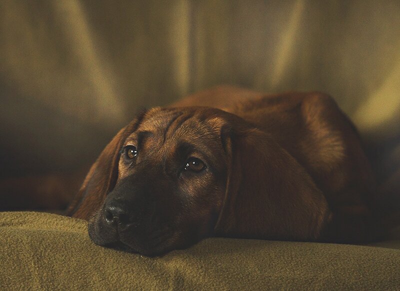 Brown Hound Puppy — Calm