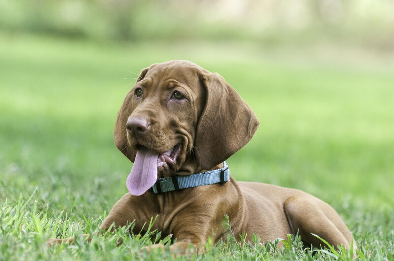 Brown Hound Puppy — Green