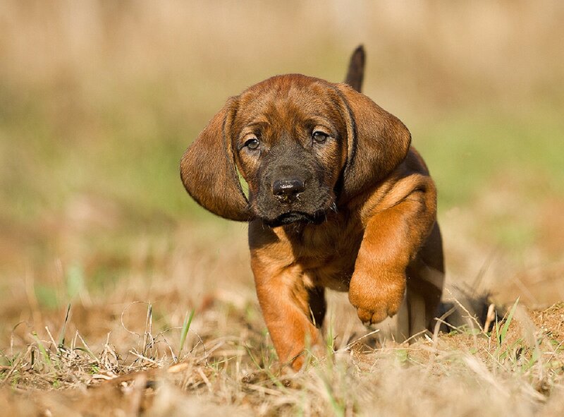 Brown Hound Puppy