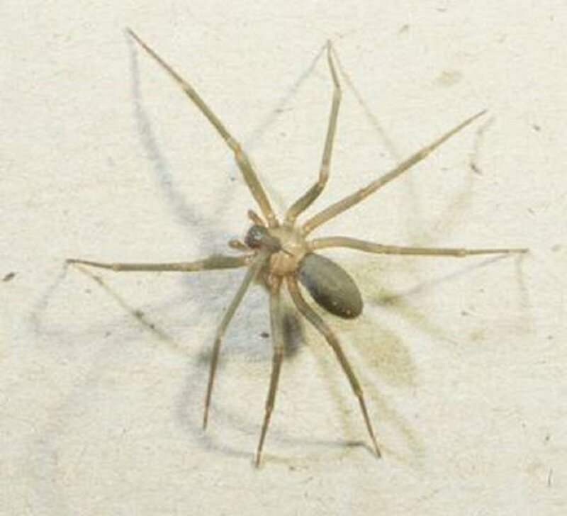 Brown House Spider