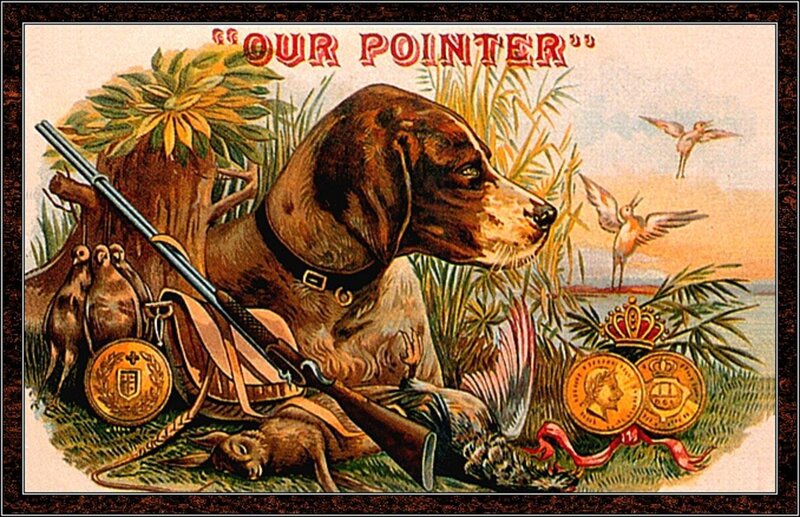 Brown Hunting Dog