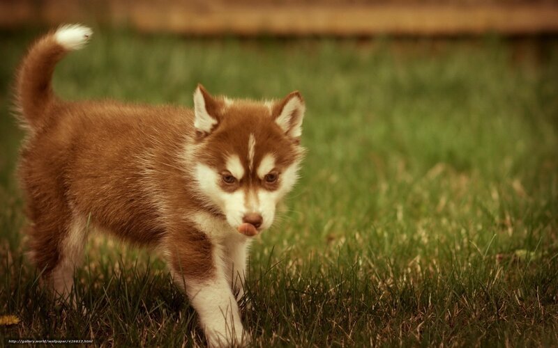 Brown Husky Puppy — Calm, Afternoon