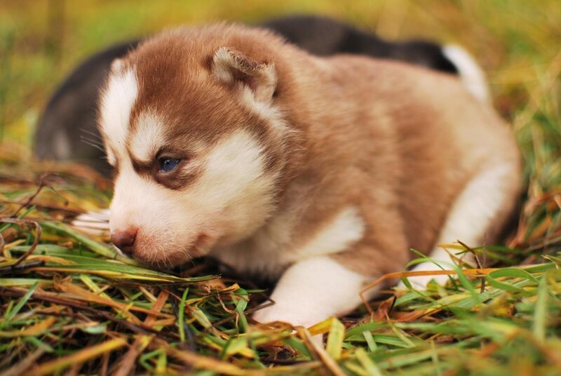 brown husky puppy in grass