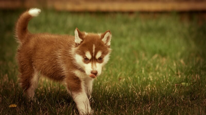 brown husky puppy in grass