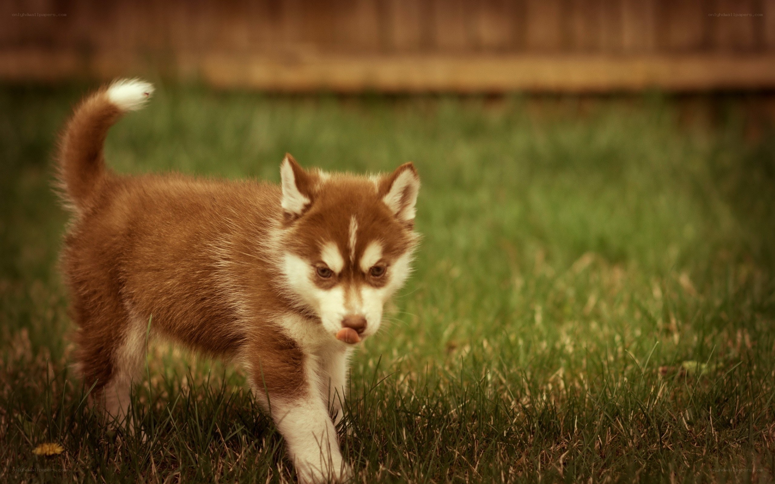 brown husky puppy in grass